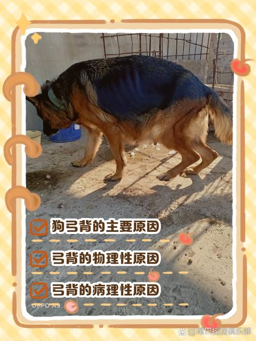 宠物狗弓背原因及处理方法