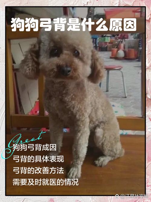 狗狗弓背怎么恢复正常?