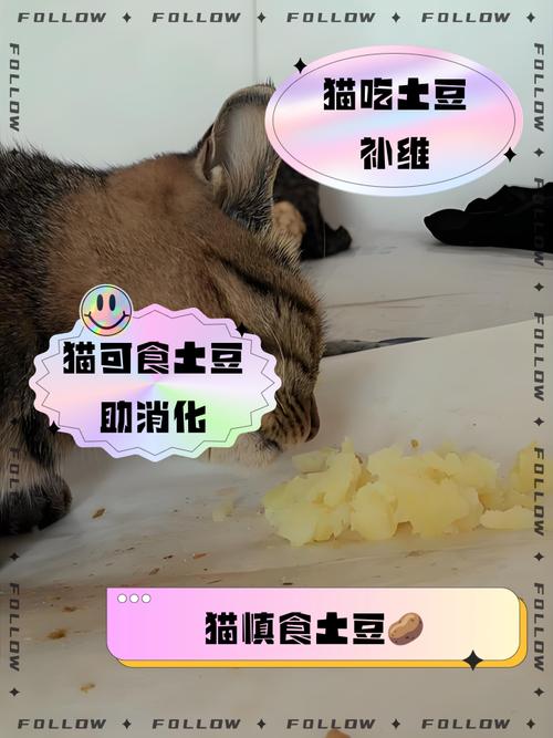 宠物猫可以吃蒸的土豆吗?为什么?