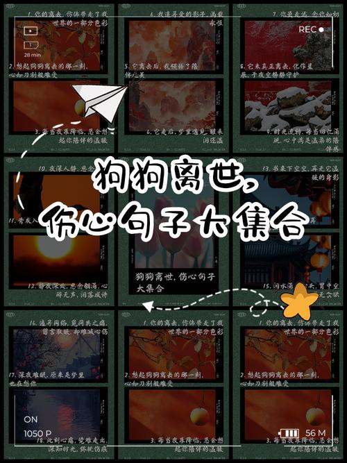 请问怎么才能走出狗狗去世的悲伤?