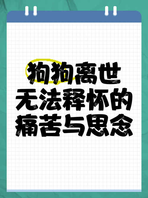 如何最完美的和即将离世的狗狗道别?