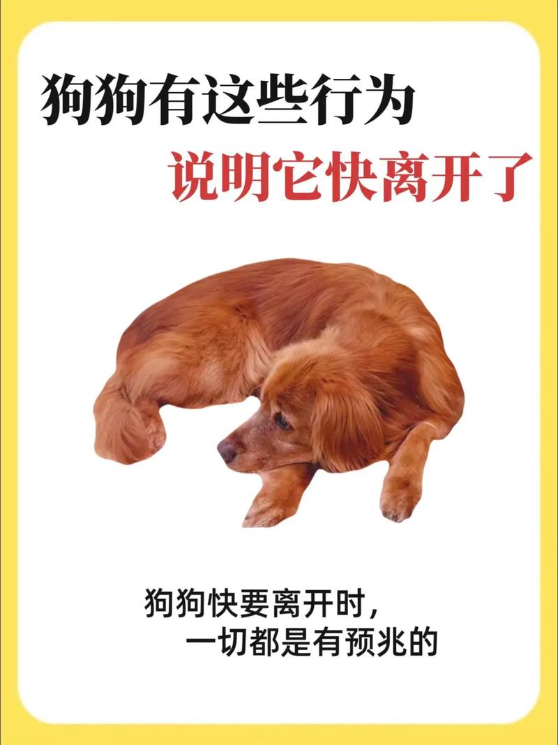 狗狗走了很伤心怎么办?