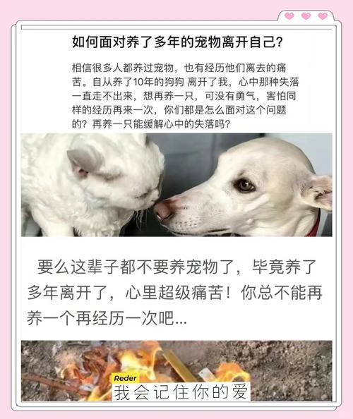 如何摆脱狗狗死去带给我的难过