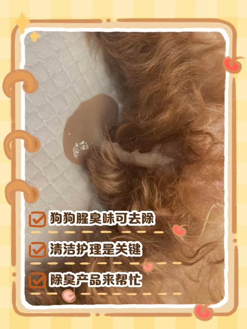狗狗身上有腥味怎么办