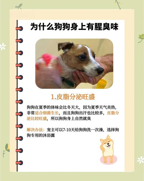 家里的狗腥味太重怎么办