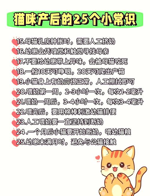 猫咪产后怎么补充营养