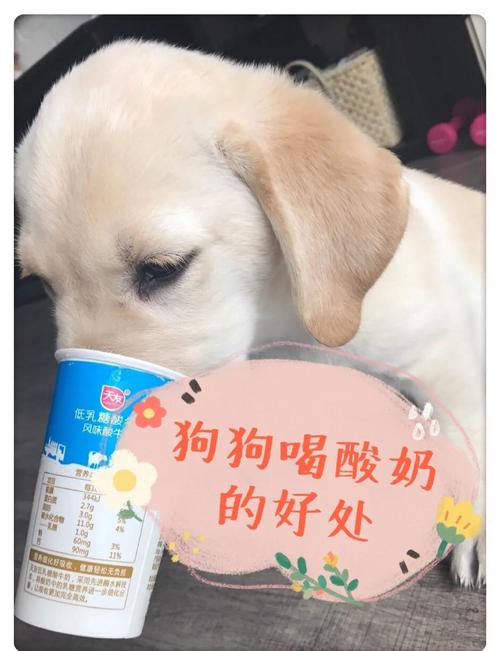泰迪小狗狗可以喝酸奶吗