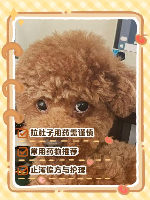 泰迪狗狗感冒了能不能喝酸奶