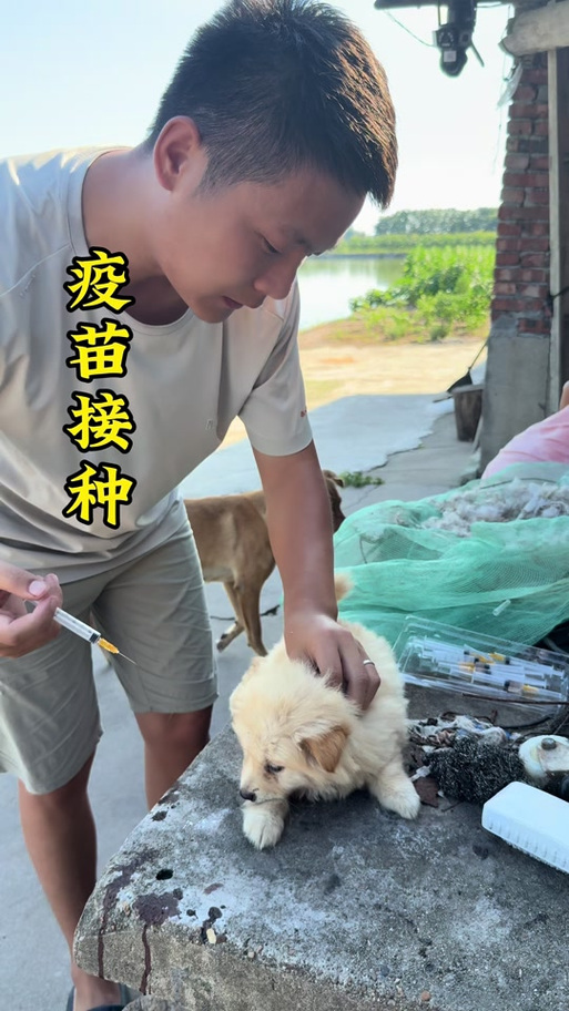 狗狗打过疫苗,第二天就给狗狗洗了澡,疫苗打的还有效果吗?