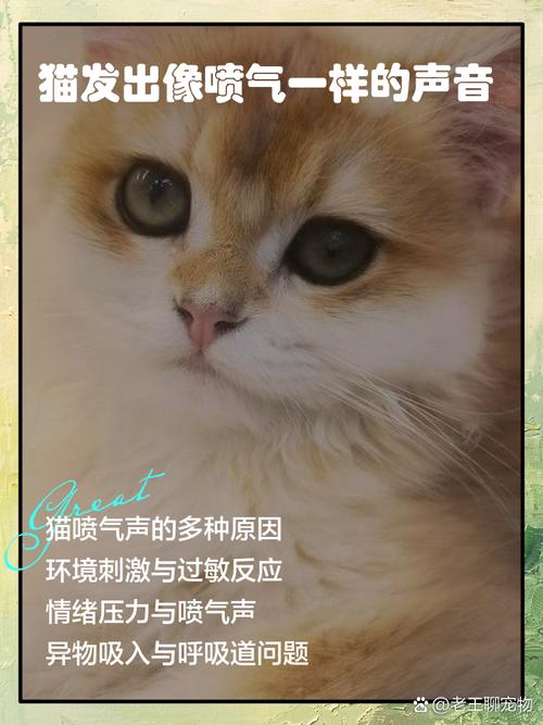 幼猫鼻子不通气发出喷气声
