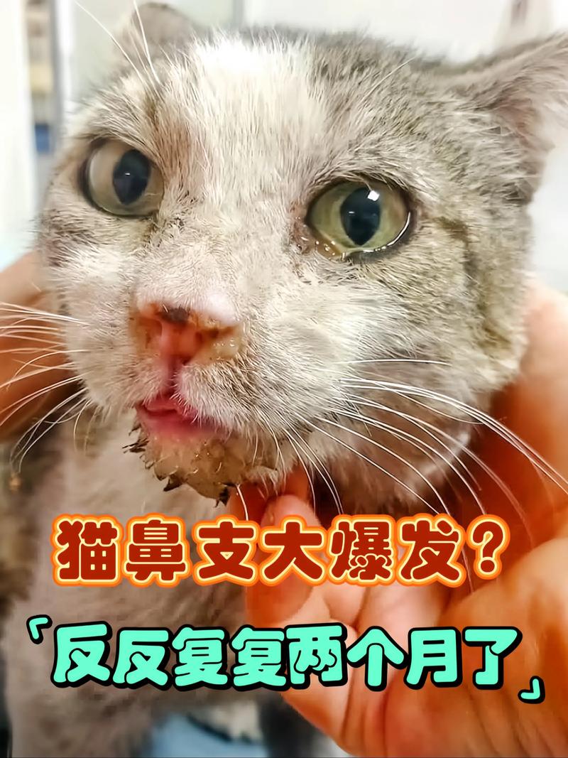 猫发出喷气一样的声音怎么办(猫咪发出喷气的声音)