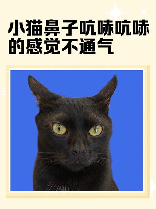 猫的鼻子发出噗噗声怎么解决