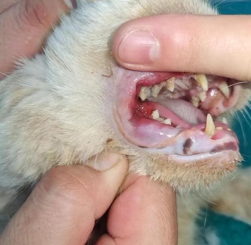 猫咪口炎的症状和处理方法