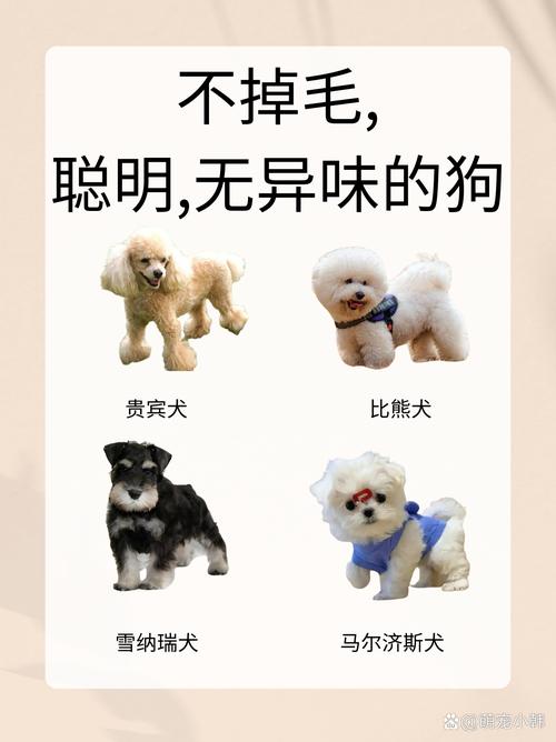 不掉毛没体臭的狗狗有哪些?