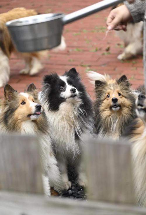 什么狗狗智商比较高,还不掉毛?