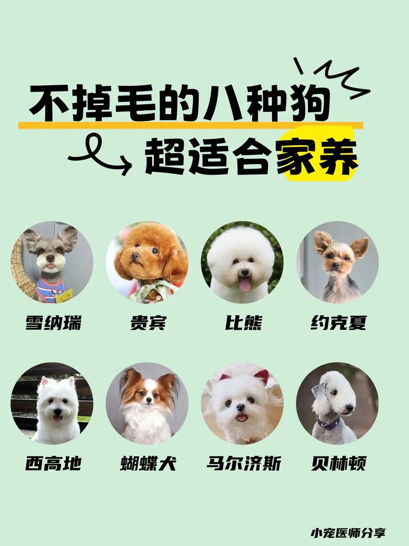 适合家养不掉毛的狗狗有哪些