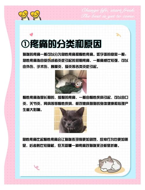 猫咪肚子痛原因是什么?