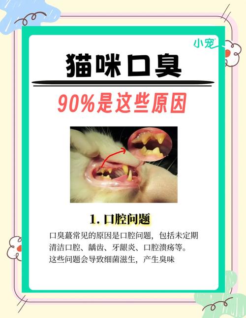 猫咪嘴巴臭是什么原因
