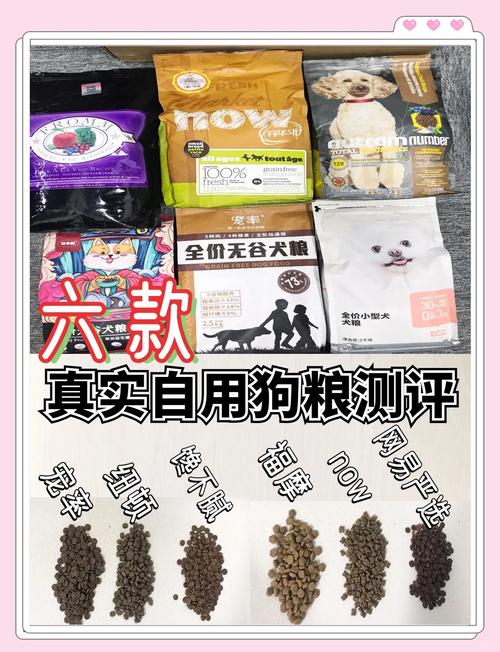 小体泰迪可以吃什么蔬菜和水果好