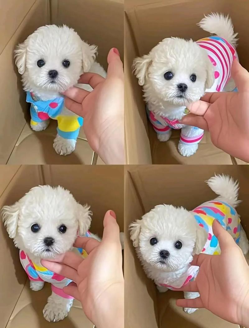 让狗狗不再拆家的5个方法