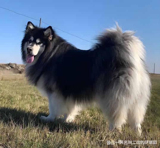 阿拉斯加多大不拆家了