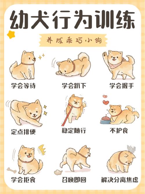 拉布拉多几岁不再拆家