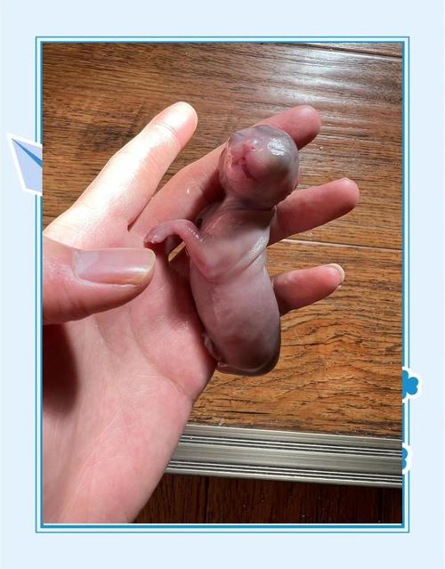 猫咪早产小猫能活吗