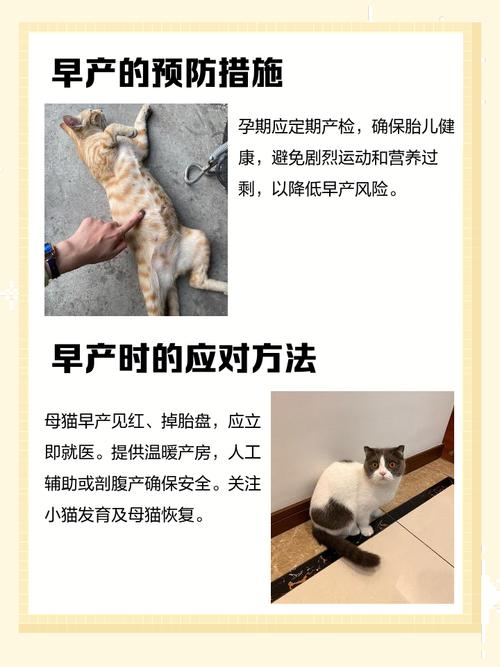猫咪早产小猫怎么处理