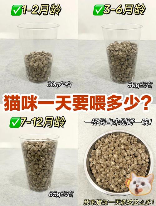 2个月小猫一顿吃多少粒猫粮