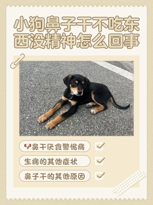 狗狗鼻子干没有精神不吃饭是怎么了