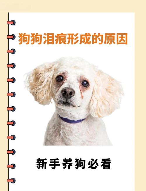 狗狗为什么会有泪痕?几招教你分辨原因!