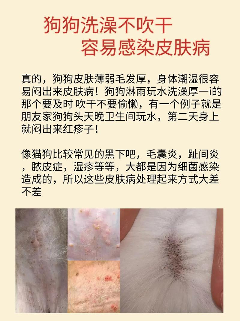 狗狗得皮肤病可以洗澡吗