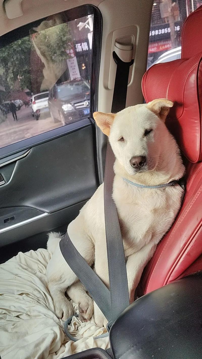 狗狗可以坐大巴吗