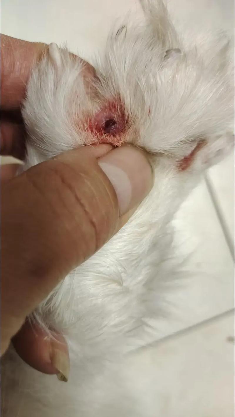狗狗的脚红肿,出现脓包是怎么回事?