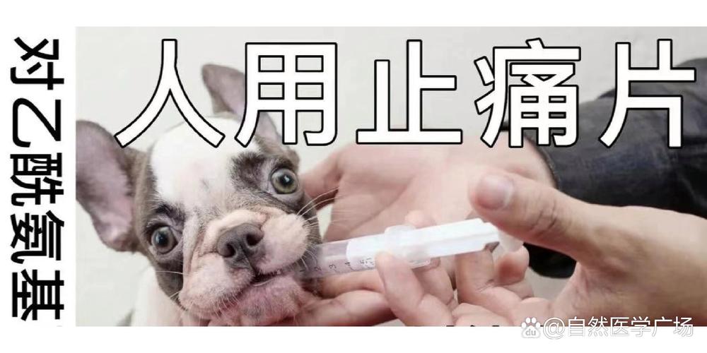 人的止痛药狗狗可以吃吗?