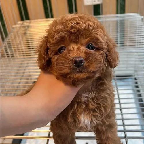 一只1个月大的棕色纯种泰迪小狗狗大概要多少钱?