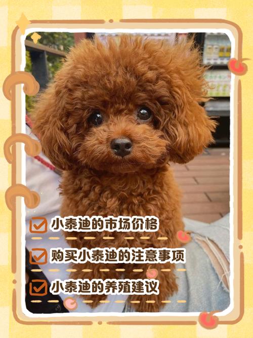 泰迪犬多少钱一只