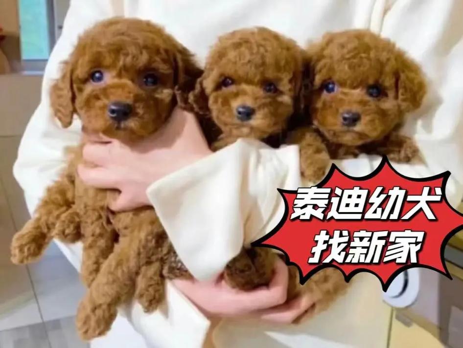 一只小泰迪狗多少钱