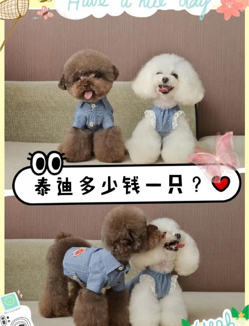 泰迪犬小狗狗一只大约多少钱?