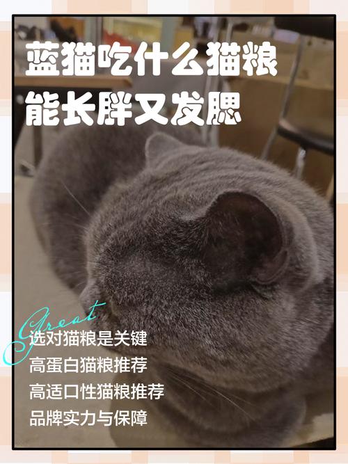 小猫咪吃什么才能长得胖?
