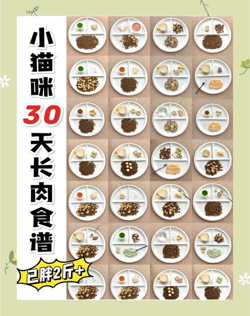 猫吃什么能长胖?