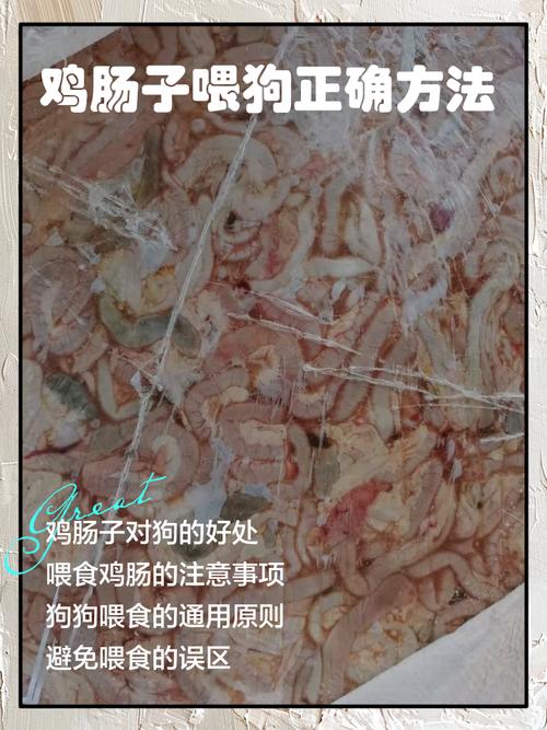 平时给狗狗吃什么比较好