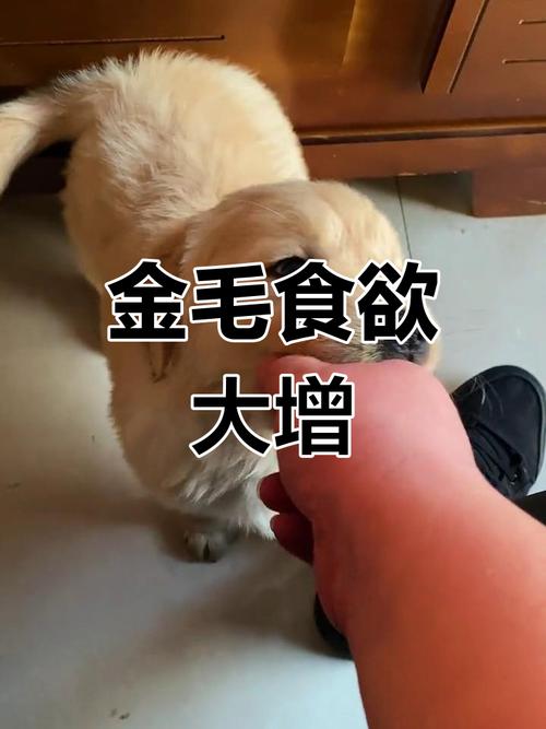 狗狗吃玉米肠跟鸡肉肠哪个好?