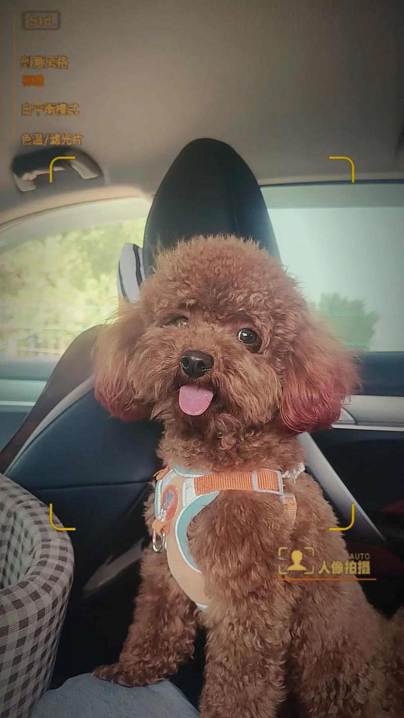 七天小奶狗可以坐车吗?