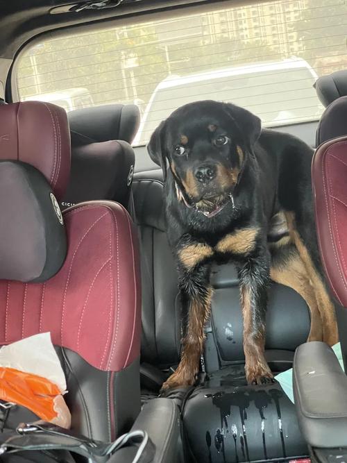 狗狗坐车比较多能坐多久