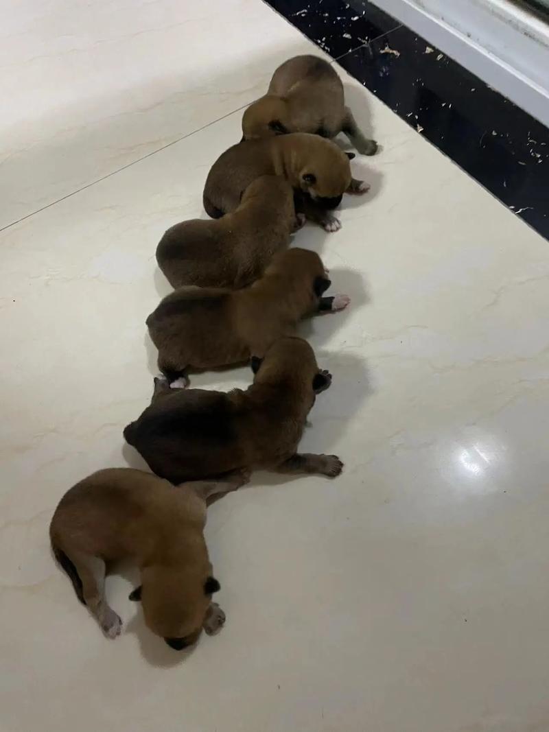 狗狗可以坐火车回家吗?小狗可以,主人按这5步手续办理即可