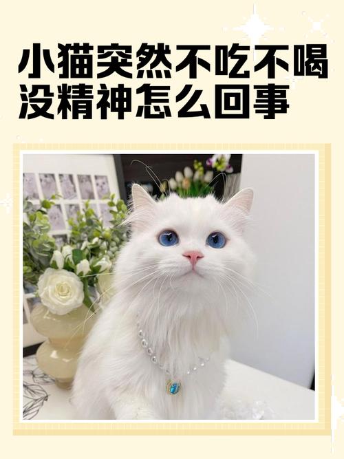 猫咪不吃不喝没精神走路不稳