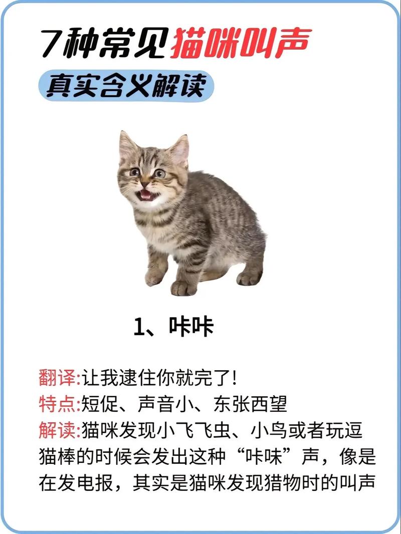 猫咪听了会开心的叫声