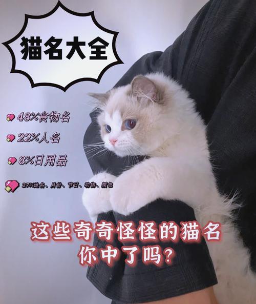 猫咪宠物名字大全,可爱的宠物名字?