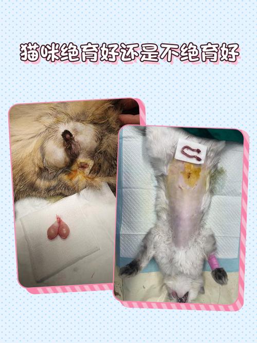 猫咪到底是绝育好还是不绝育好